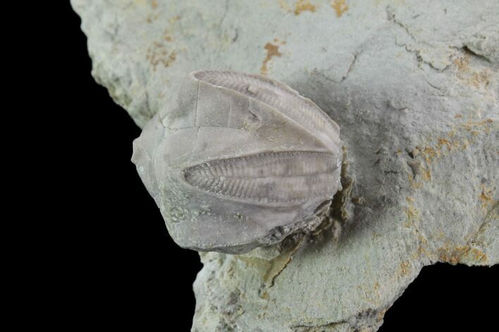 Blastoid (Pentremites) Fossil - Illinois #92214